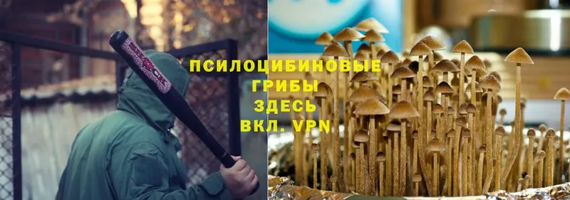 Псилоцибиновые грибы Psilocybe  хочу   Сергач 